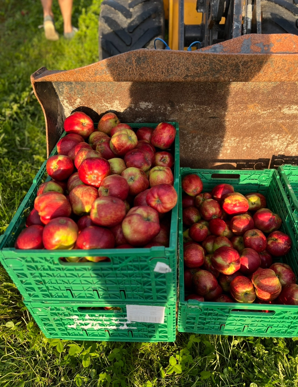 Pressing av eigne epler