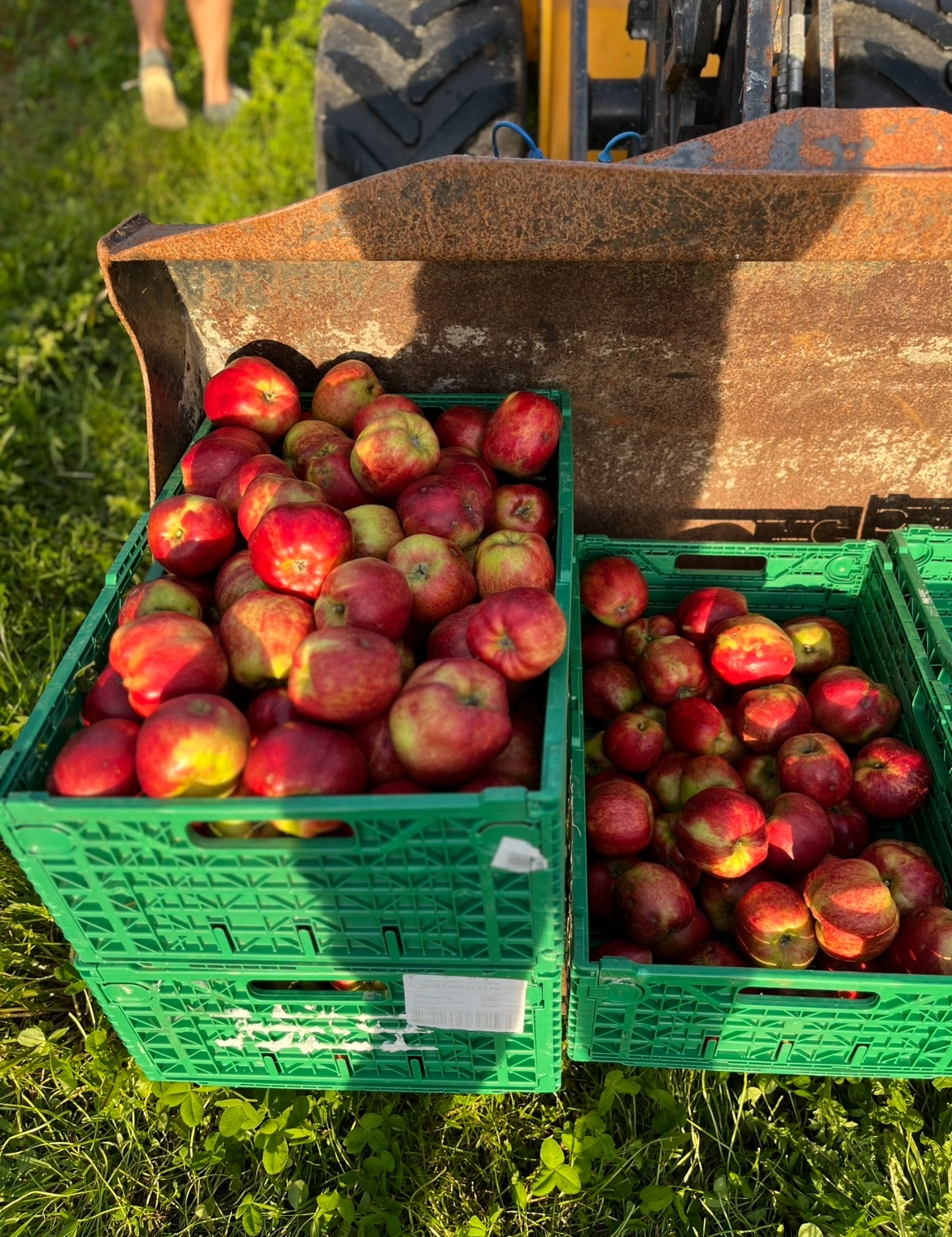 Pressing av eigne epler